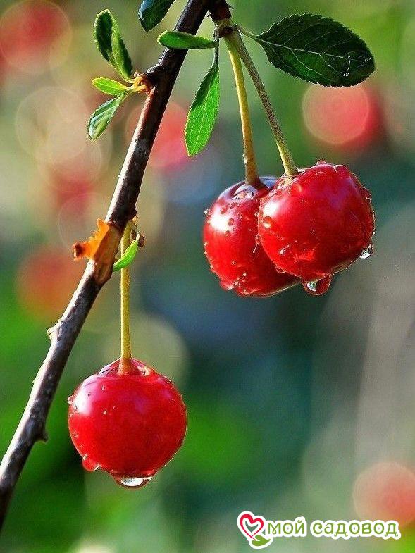 Вишня Субботинская кустарниковая