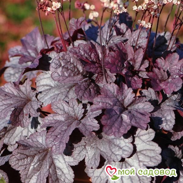 Гейхера Шанхай