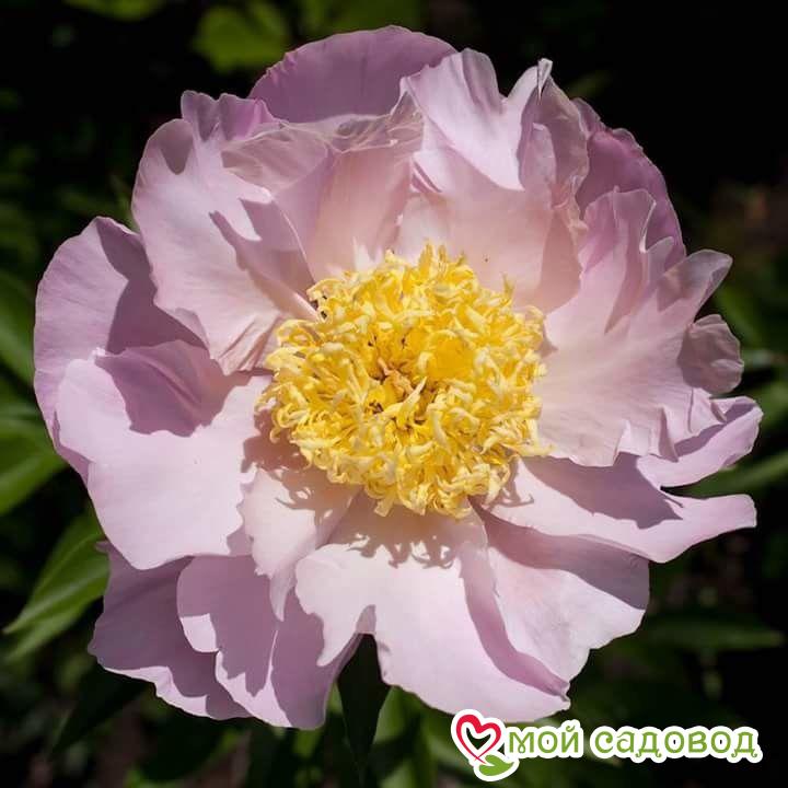 Пион гибридный Гарден Лейс