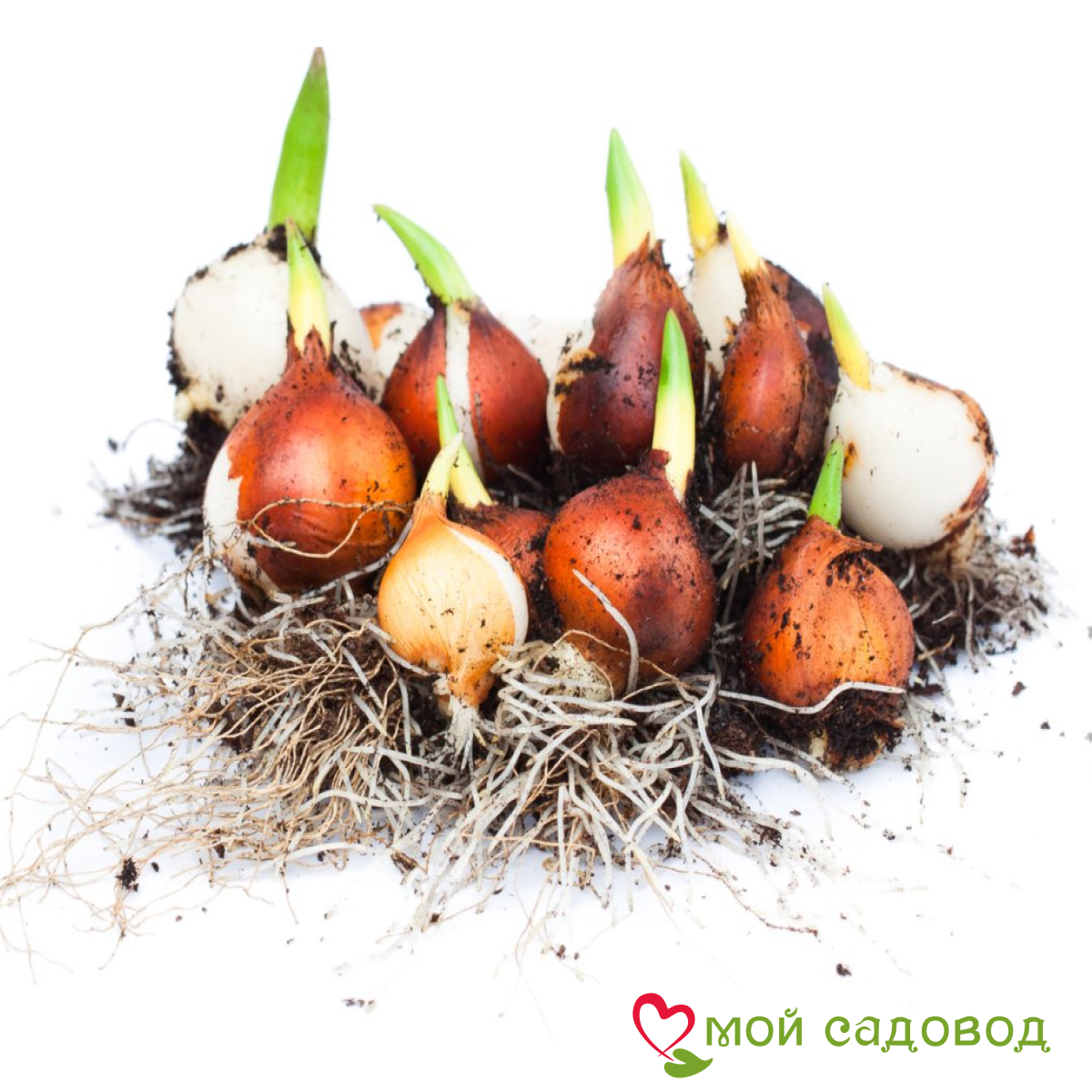 Тюльпан Анаконда